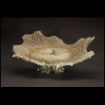 Starfish's Planet 9x17x16 in.jpg